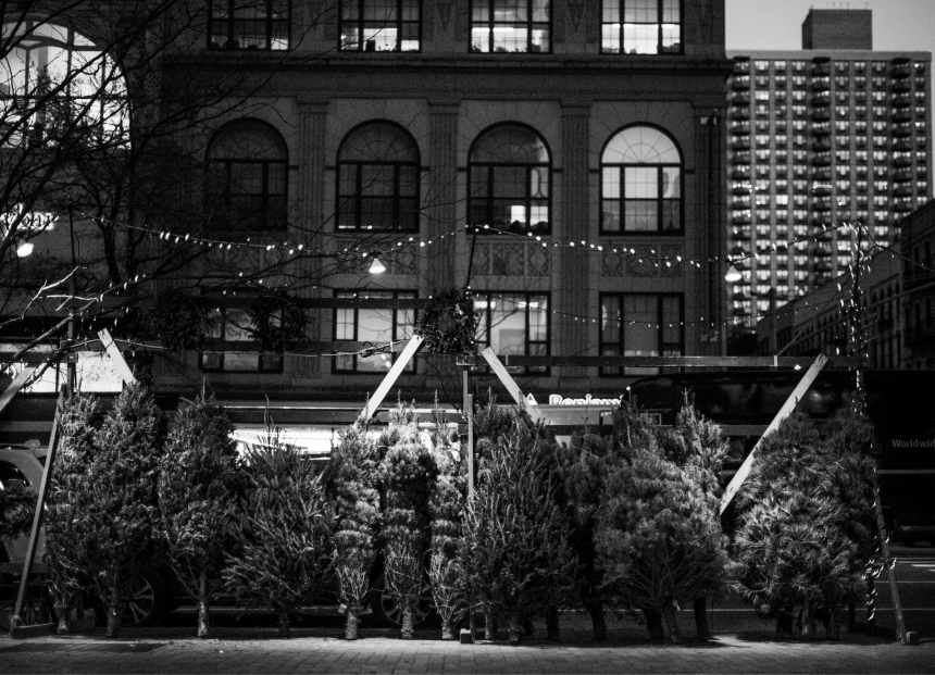a small number of pine trees cut and bound in a lot in an outside a building in new york city