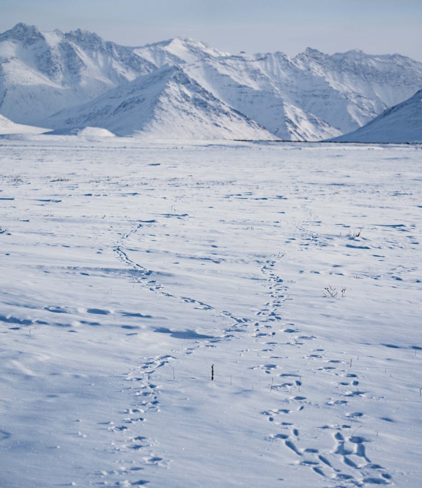 animal tracks lead away toward a wall of mountain peaks in the distance in a vast snowy field