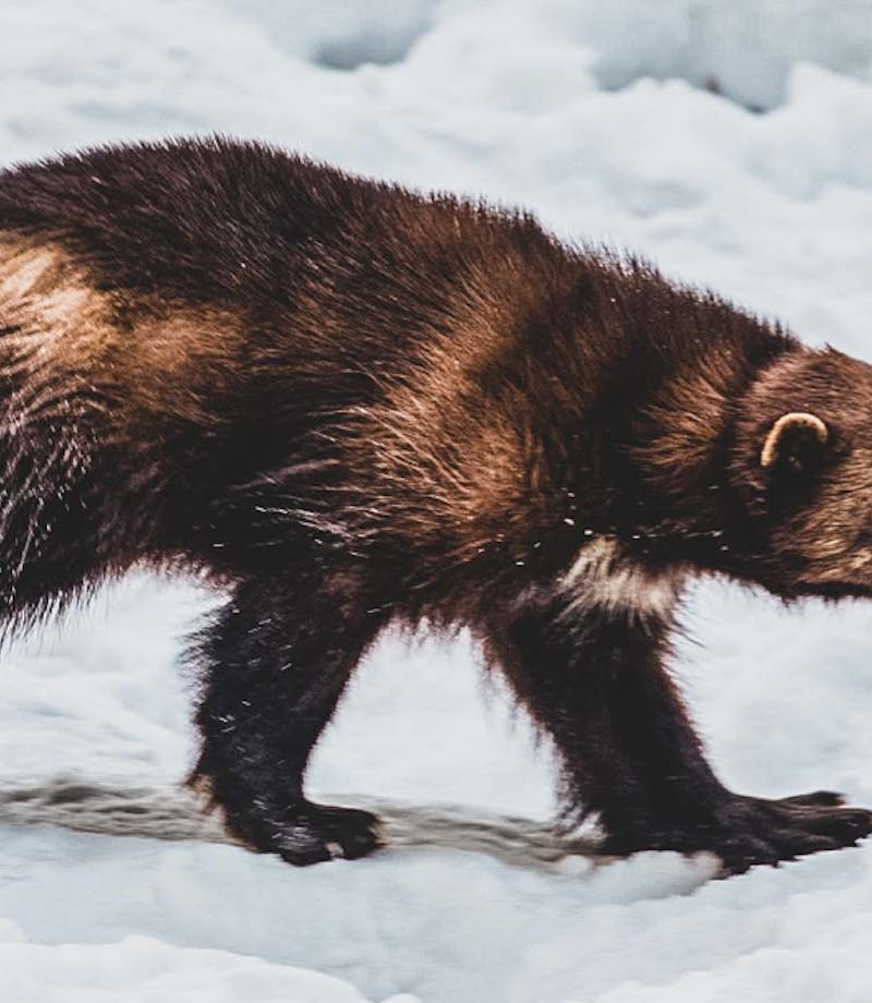 A Wild Idea: The Attempt to Train Wolverines for Avalanche Rescue | The  Filson Journal