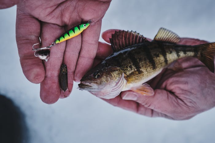 Ice-fishing Friday: The 6 all-time best ice lures (and how to fish 'em) •  Page 3 of 7 • Outdoor Canada