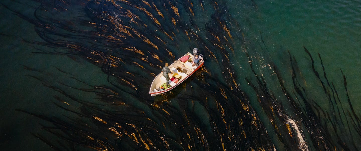 Aerial image of a mid-size boat in the middle of a dark green ocean surrounded by bull kelp.