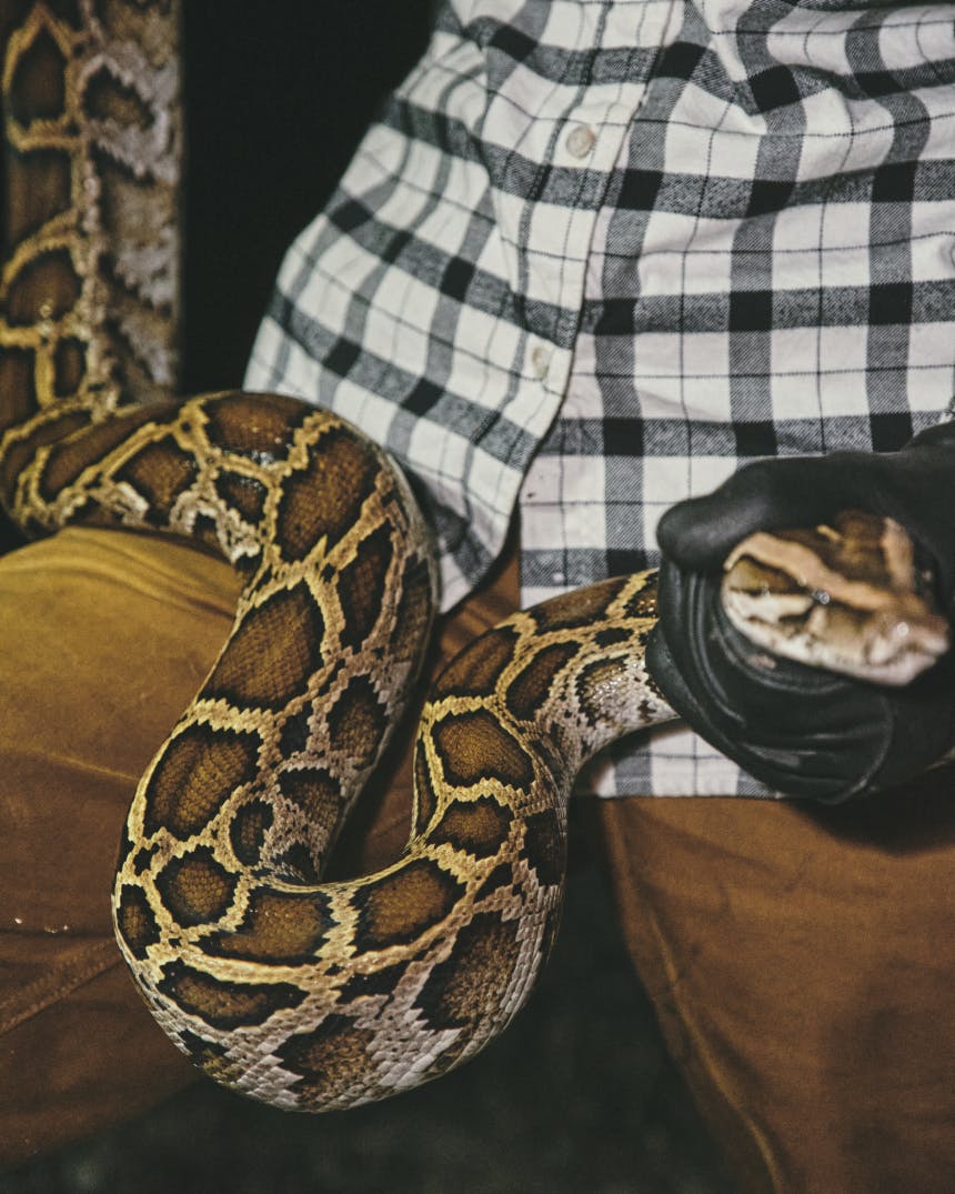 Woman holding large Burmese python wearing Filson Tin Cloth pants and flannel shirt.