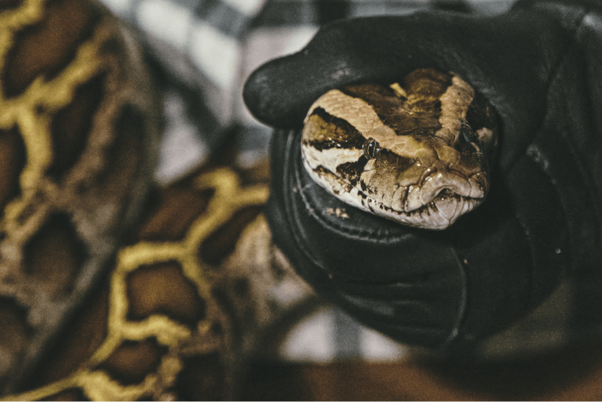 Woman holding large Burmese python snake.