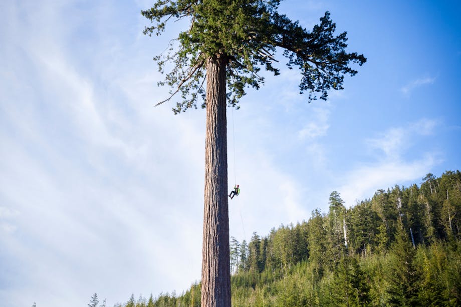 Small figure hanging from a gigantic fir tree.