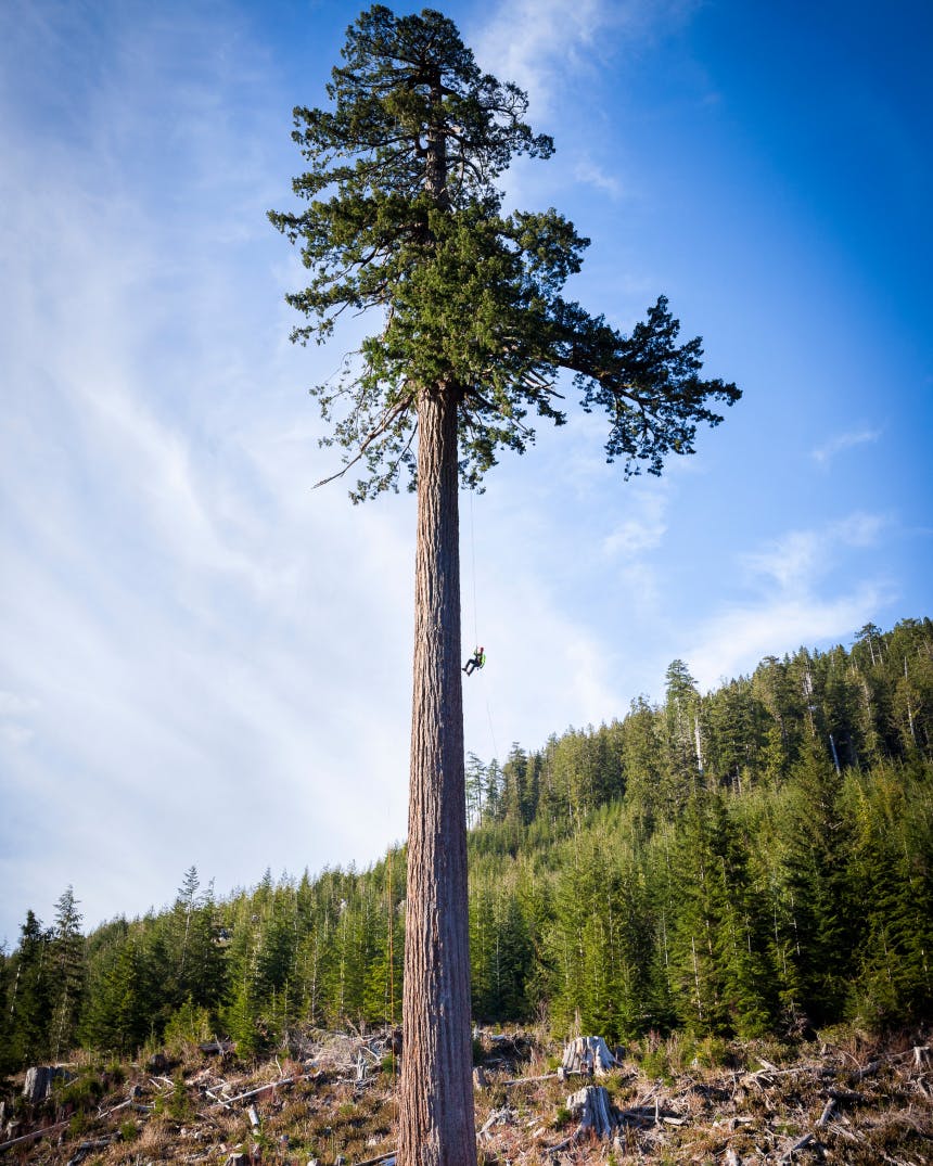 Small figure hanging from a gigantic fir tree.