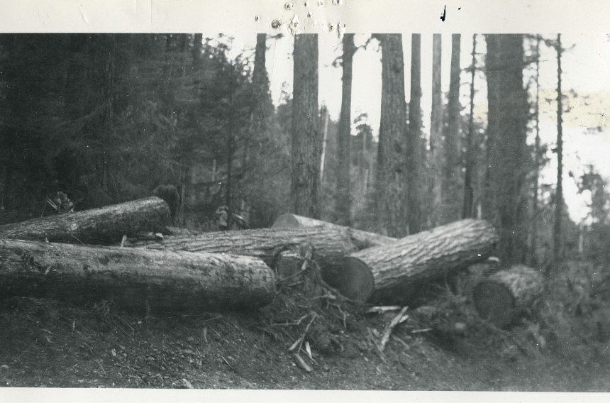 Felled and bucked timber in British Columbia between 1920-1929.