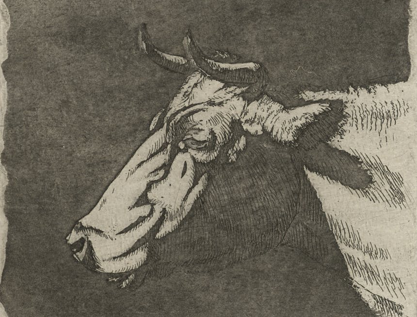 a sepia sketch of a horned cow's head profile