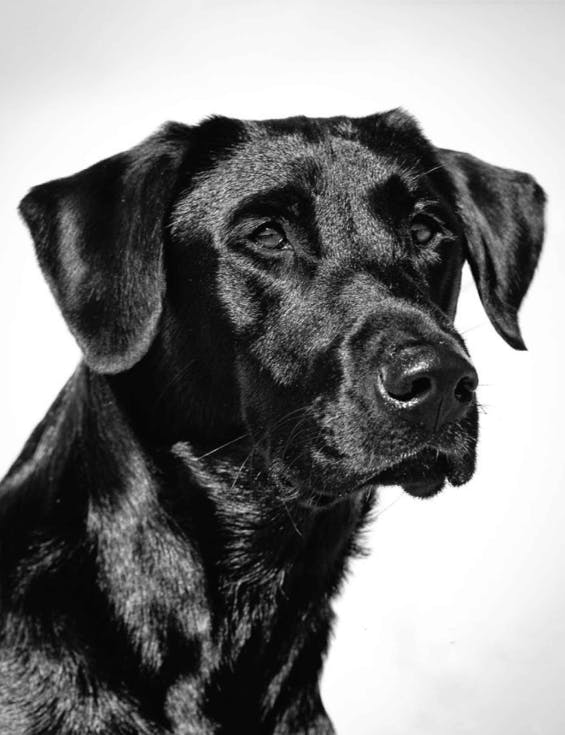 DOGS WITH JOBS: Labrador Retrievers | The Filson Journal