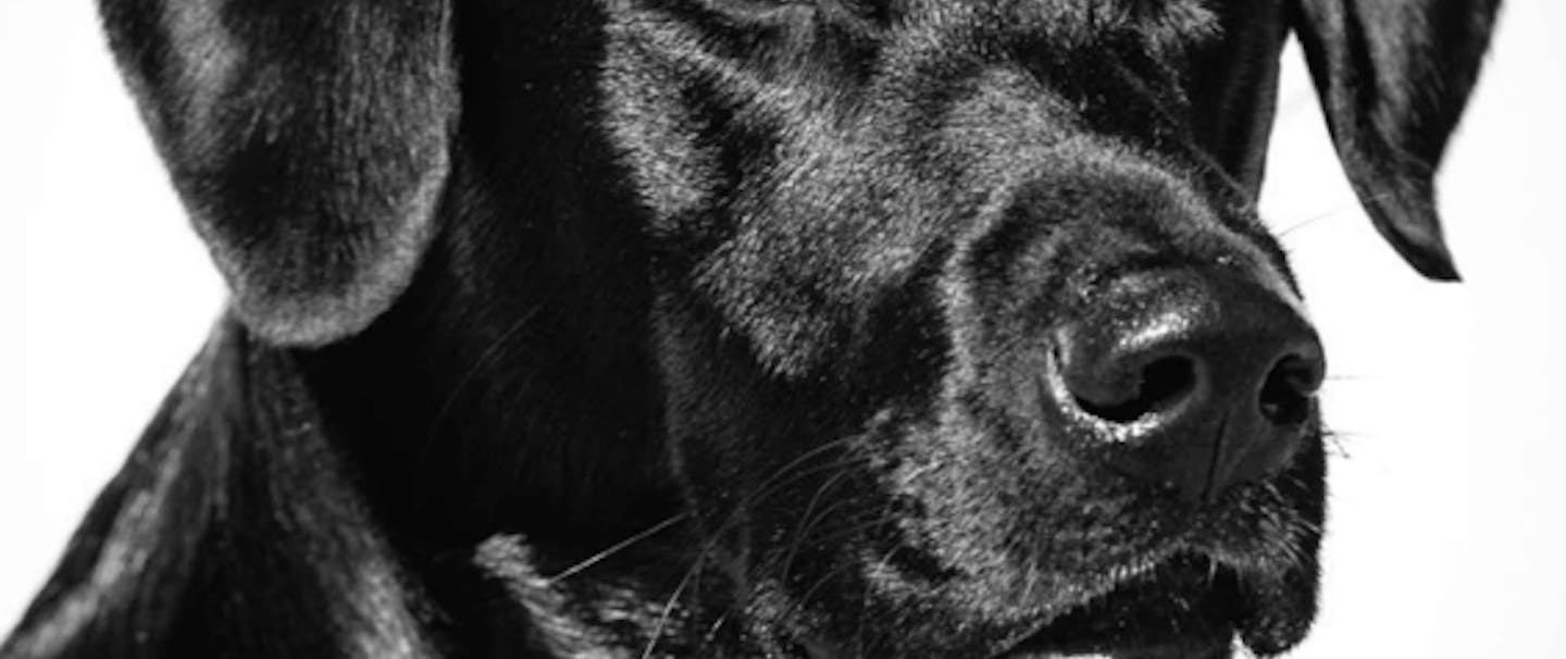 black and white portrait of a black lab sitting
