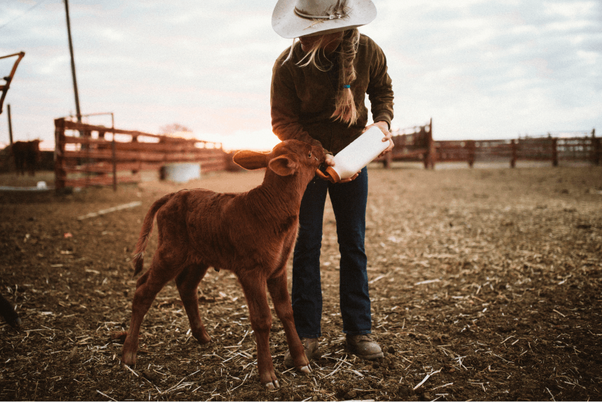 Cowgirl feeding baby cow with bottle