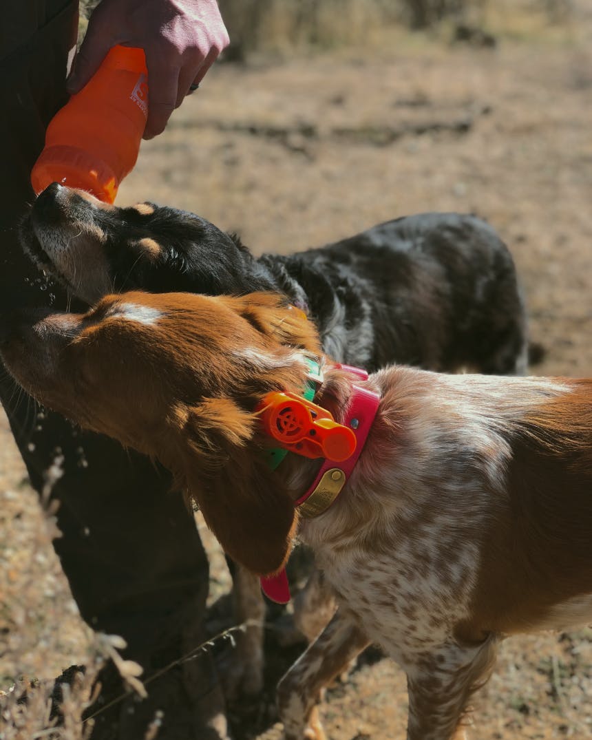 Hunting dogs drinking water