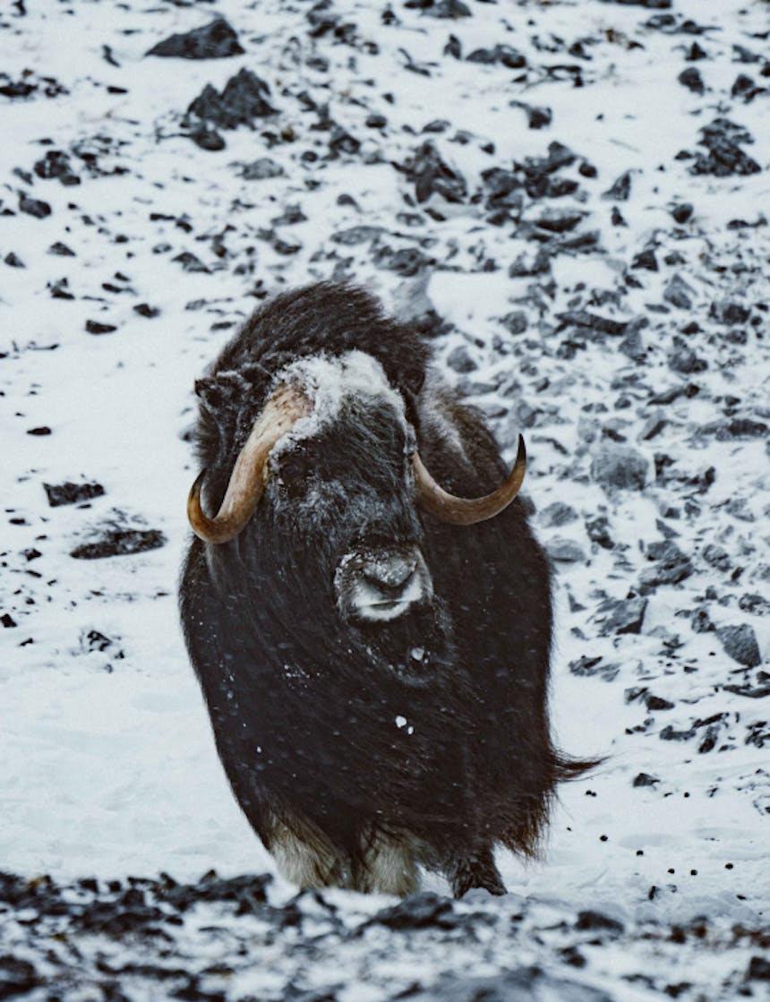 a muskox standing stoiclyon rocky snow covered ground looking off into the distance