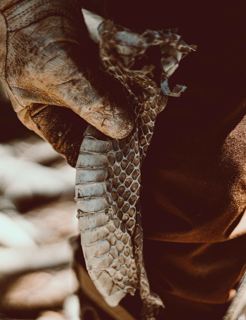 a close up of a man wearing gloves holding a large rattle snake skin shed