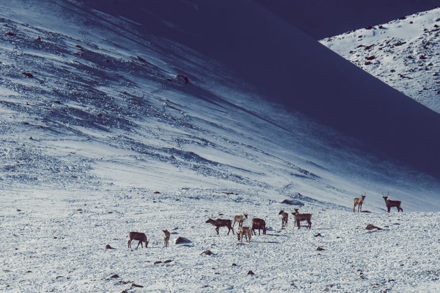 Herd of caribou