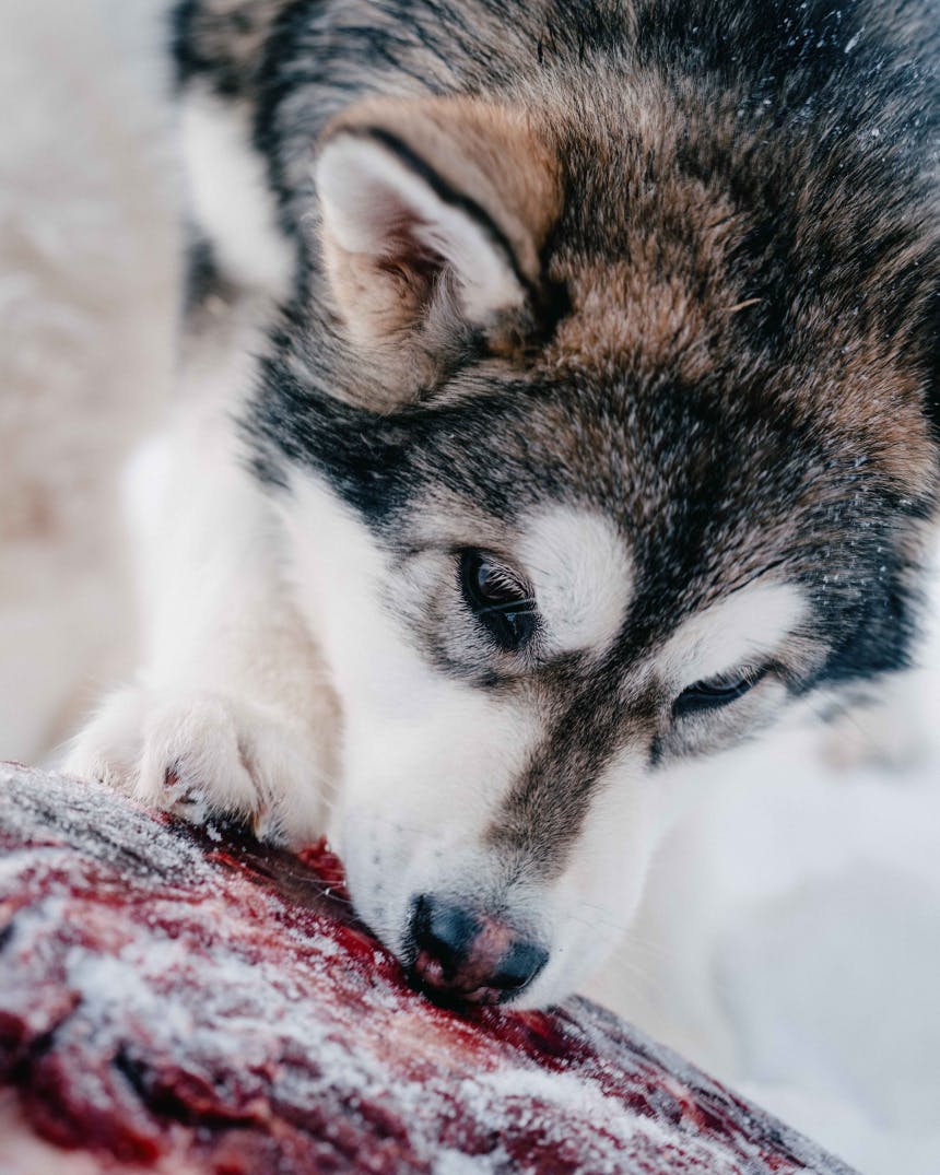 Husky easting raw meat