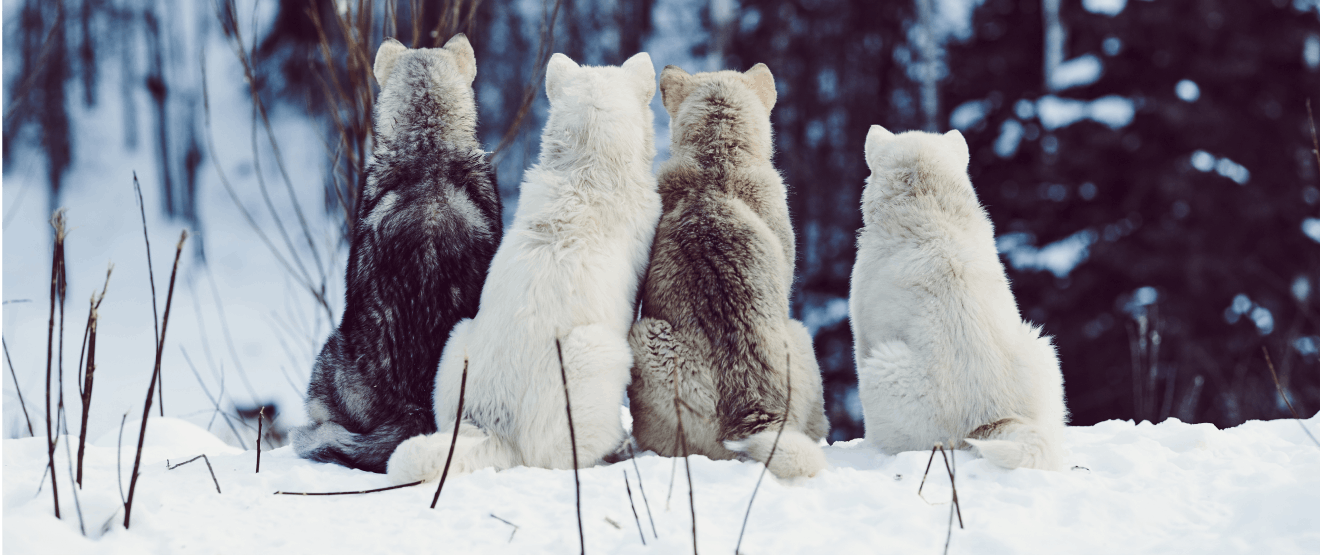 Group of cute huskies