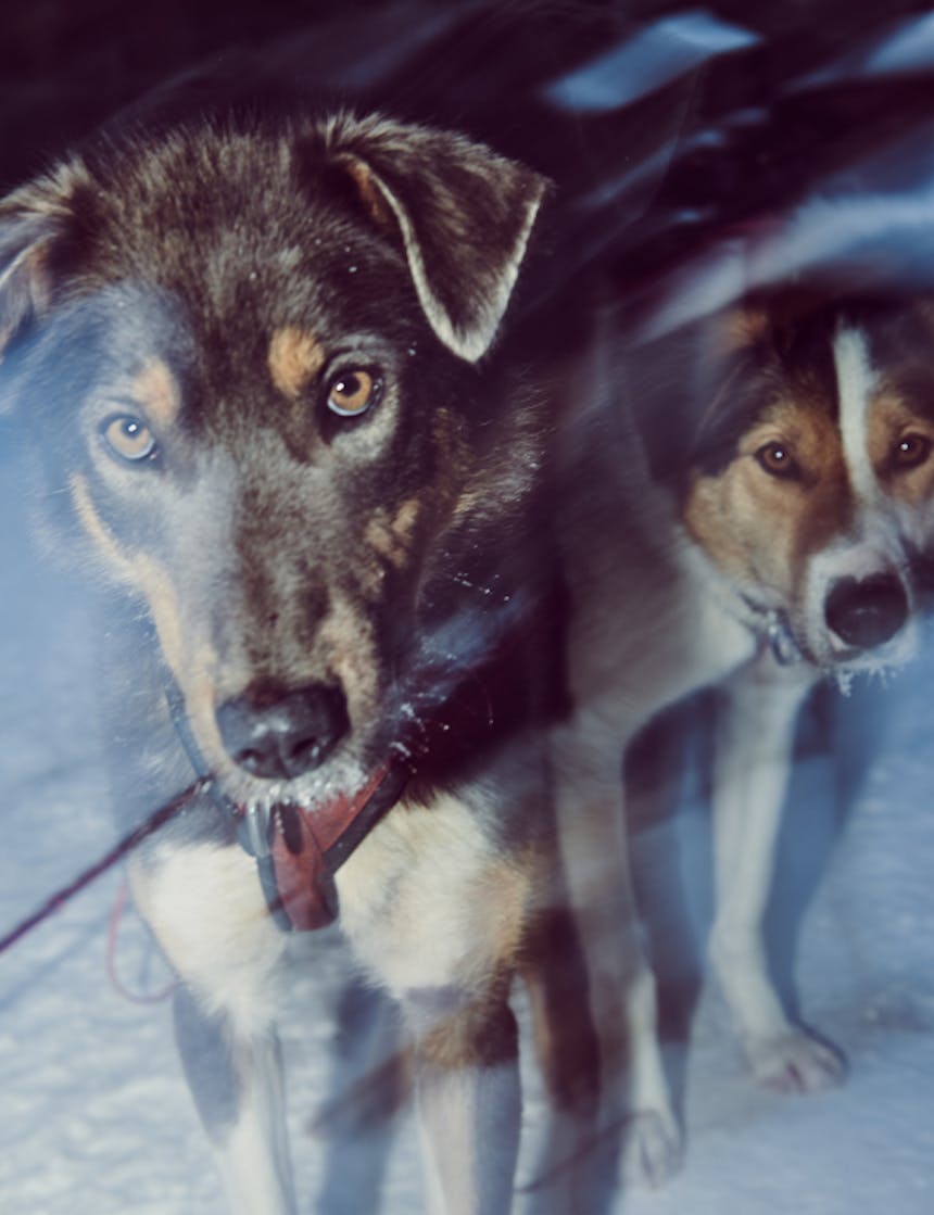 a close up of two sled dogs eagerly waiting to run