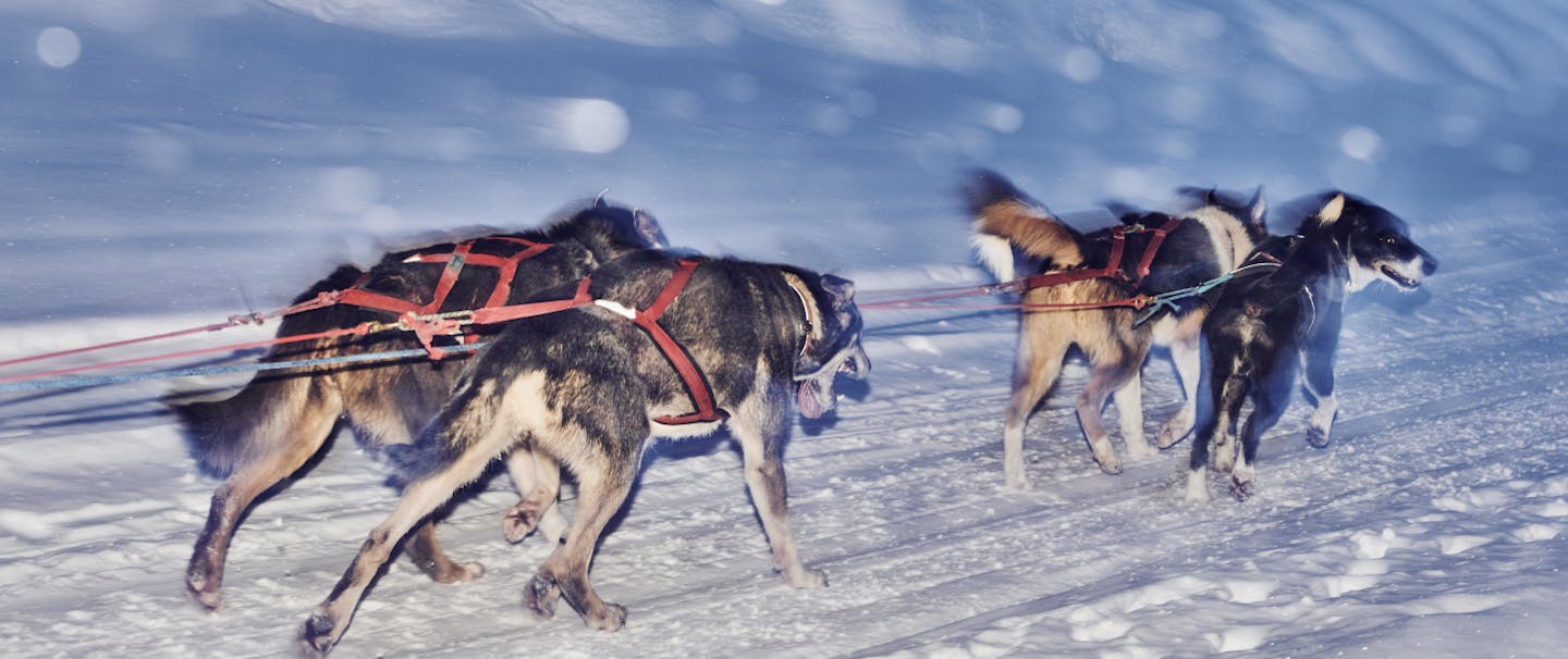 a blurry image of four sled dogs running ahead at night as it snows