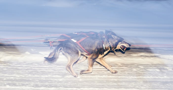 a blurry image of two sled dogs running across the snow with read harnesses and lines in front of and behind them