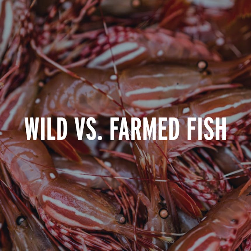 close up of a bucket full of shrimp, white text overlay reading WILD VS FARMED FISH