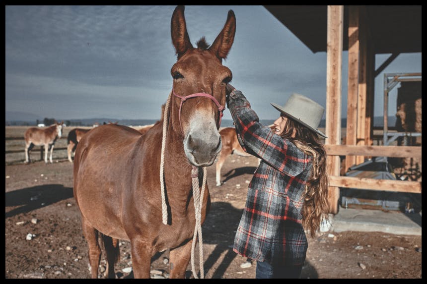 Woman fastening a bridle to a donkey
