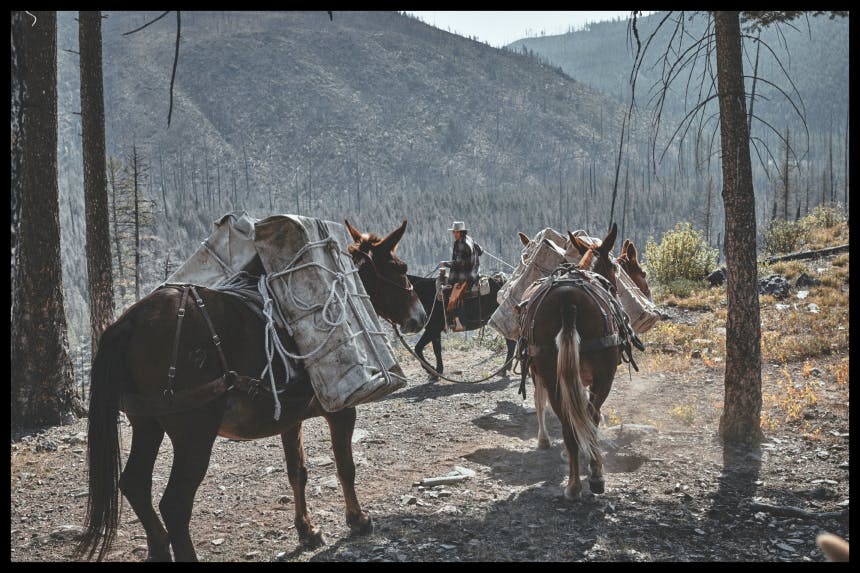 Horse packing train in the wilderness