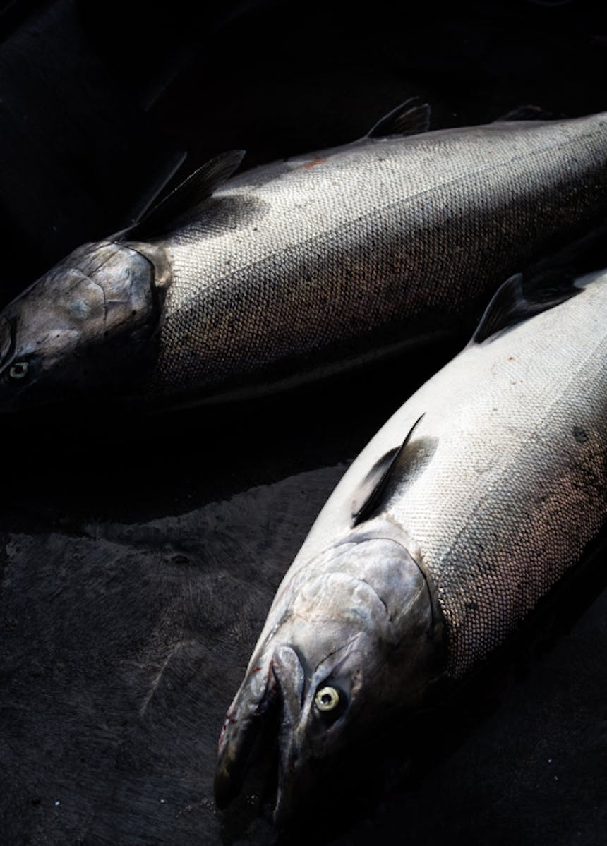 a close up of two salmon laying on a dark canvas before being gutted