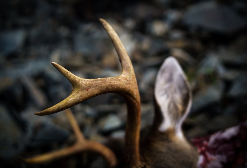 a close up of a recently killed deer, in focus a close up of one side of its antlers showing three points