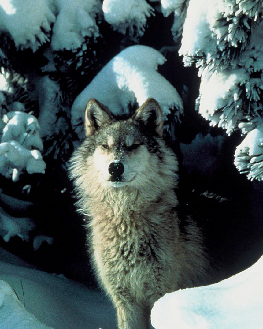 Large wolf in snowy forest