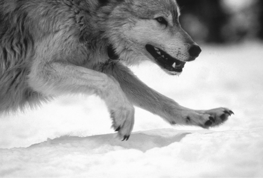 Wolf running near Yellowstone, MT