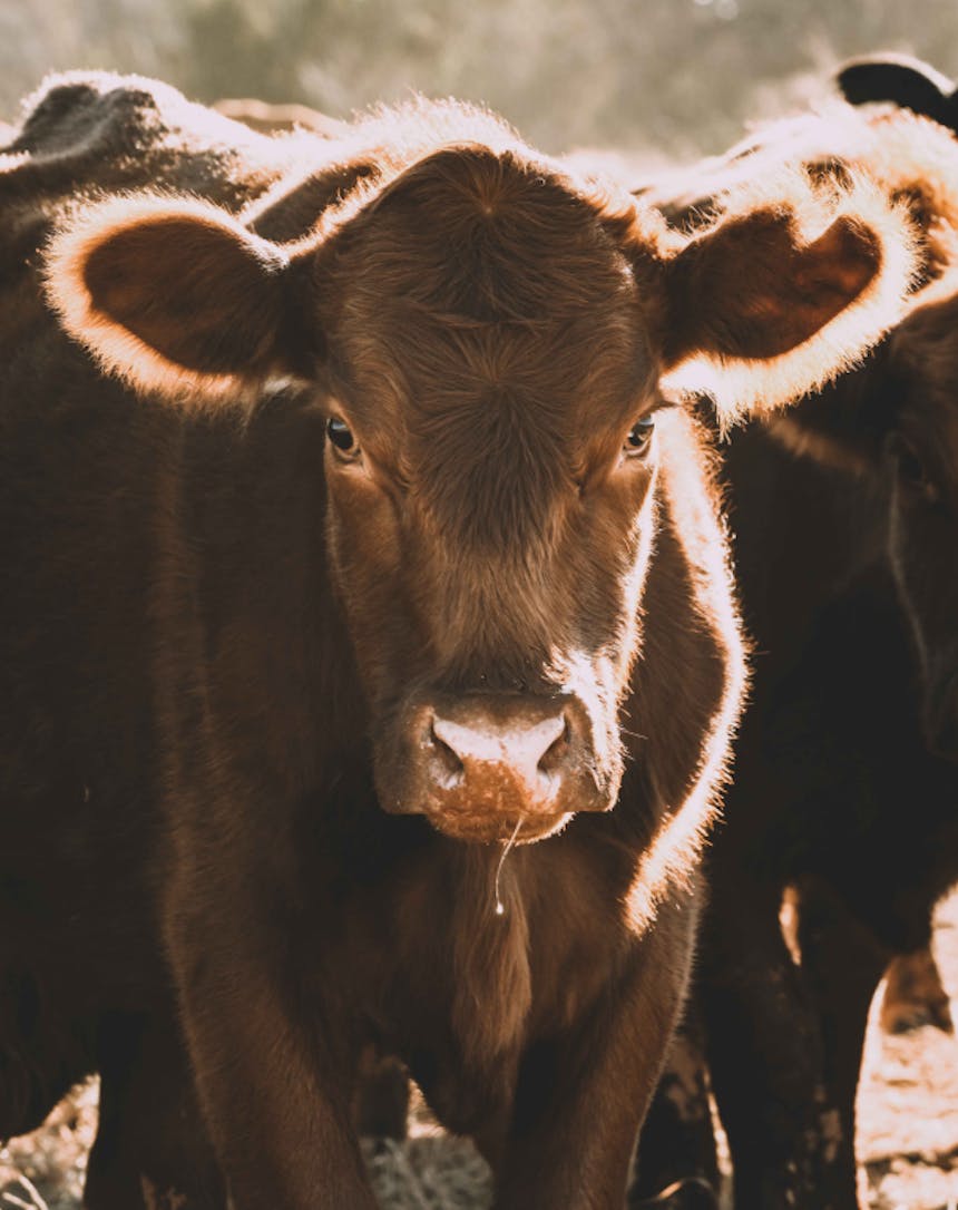 a close up portrait image of a brown cow starring directly at the camera