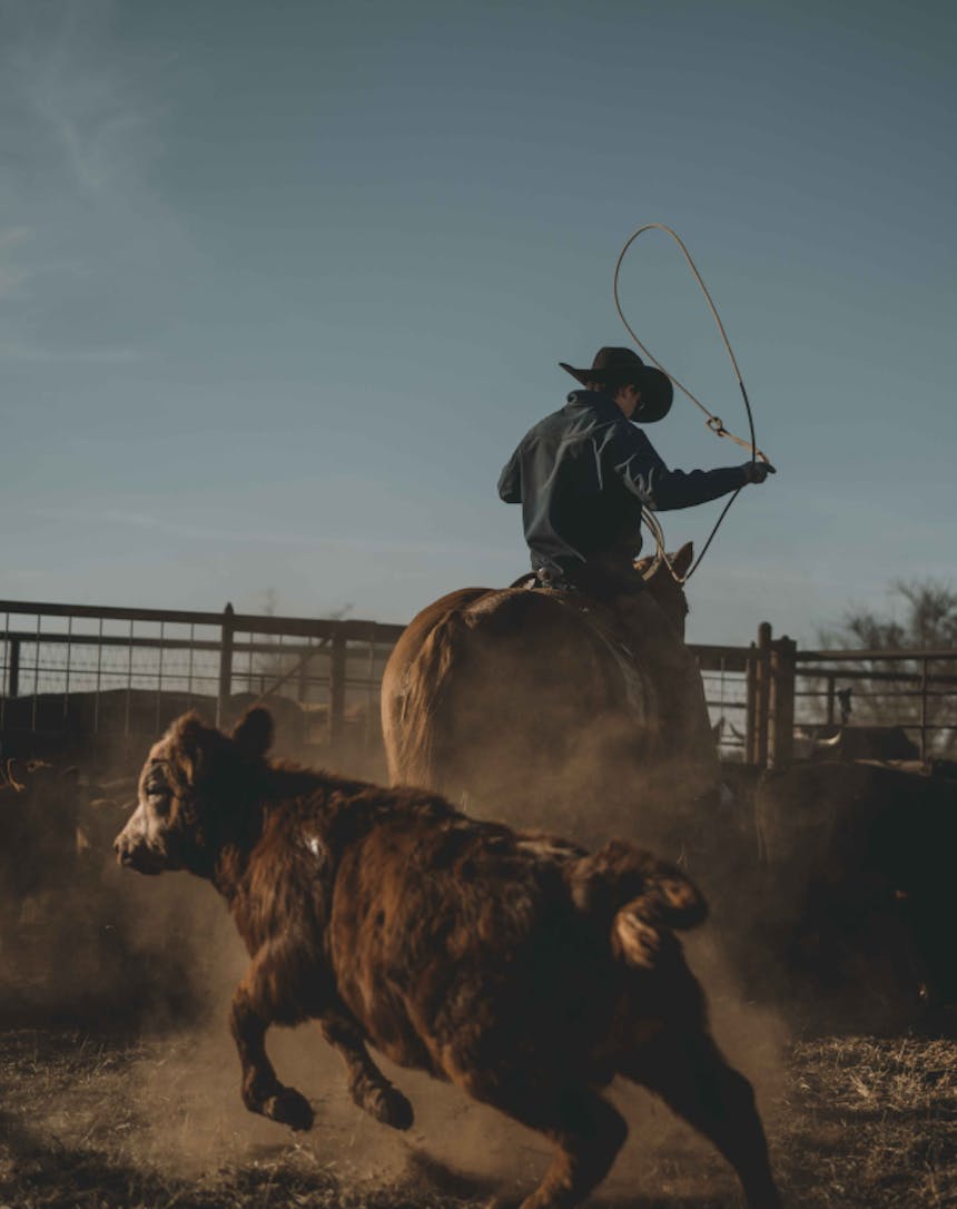 a cow darting to the left as a cowboy on horseback swings a lasso aiming for another cow