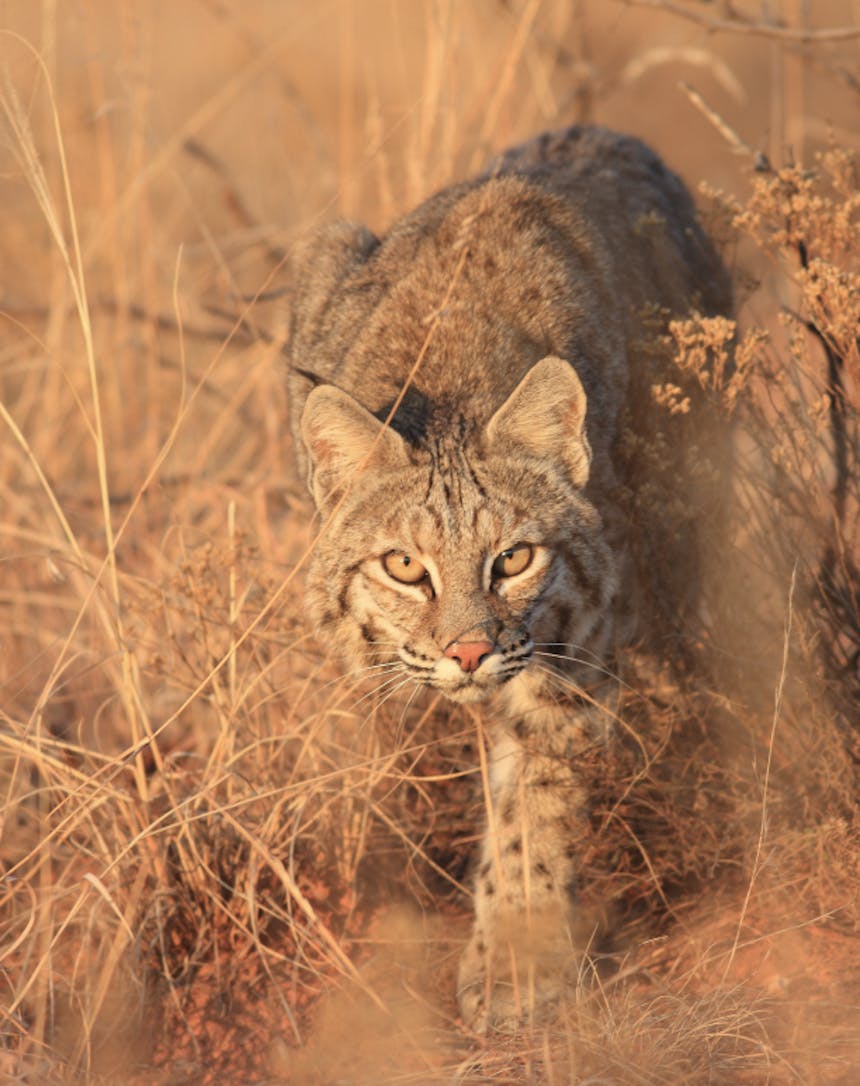 a close up of a bobcat in low brush coming towards the camera