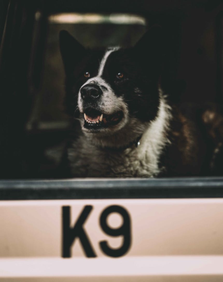 close up of a black and white dog sitting in a truck