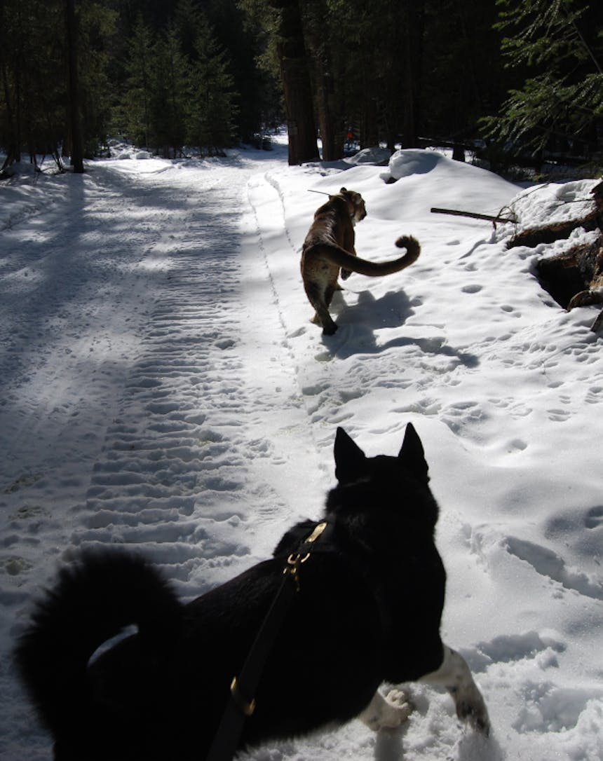 a close up of a dog on a leash scaring off a cougar