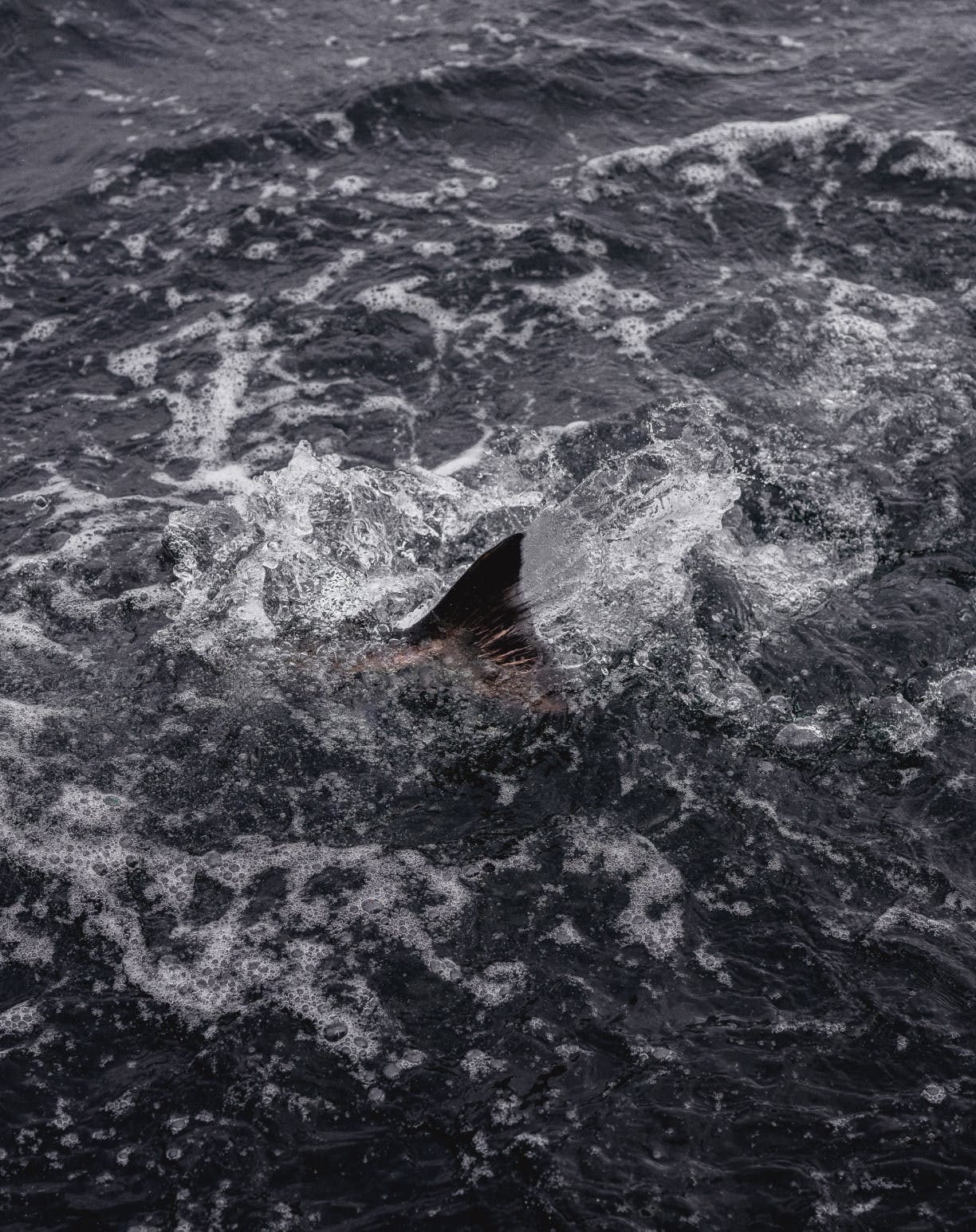 Dispatches from the North: Kotzebue Sound Salmon | The Filson Journal