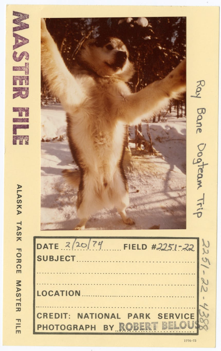 sled dog