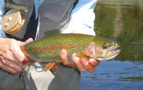 Rainbow Trout from Crooked River