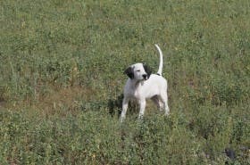 George Hickox's pointer, Grits