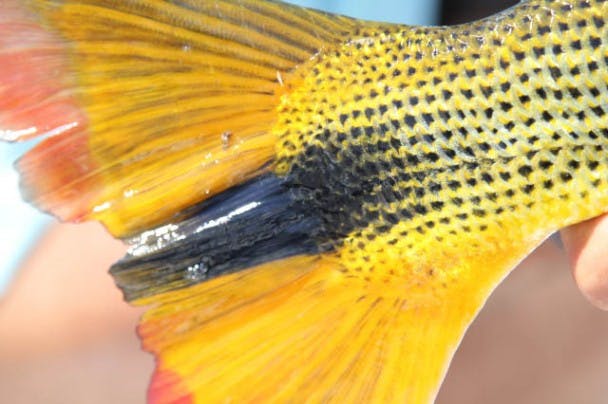 golden-dorado-tail