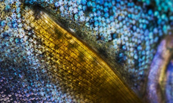 A Closer Look - Trout Photography