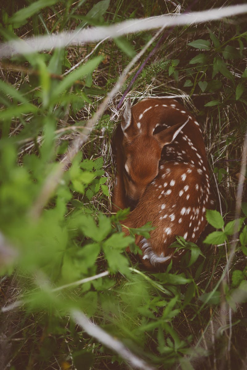 Fawn on South Pine - Justin Meyer