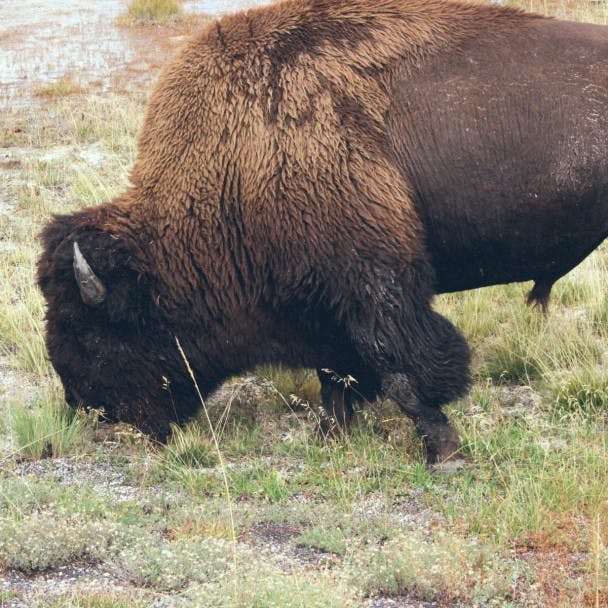 8bison
