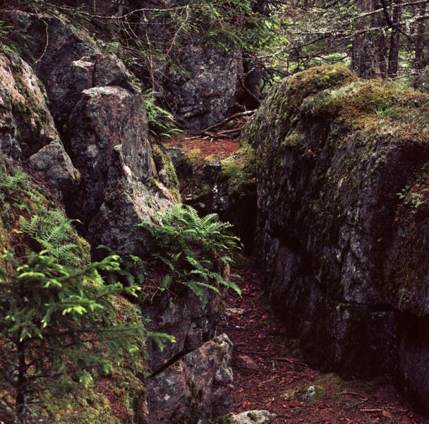Anvil - Spruce Tips (Picea rubens) - tonewood - Schoodic - Appodumken Place