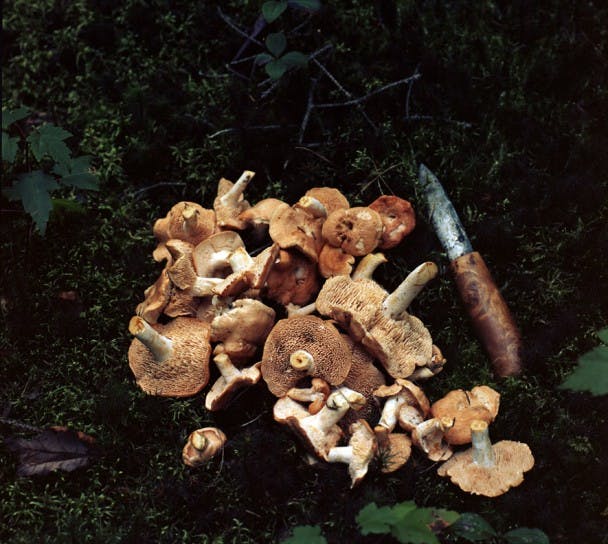 Hedgelingpig mushroom (hydnum repandum) - red squirell food - Deep Moss Place.