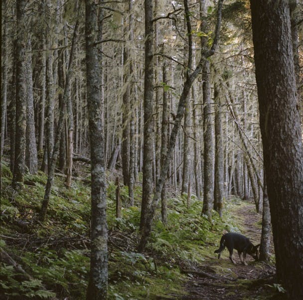 Mosquito Head Heeler Dog - Usnea Place.