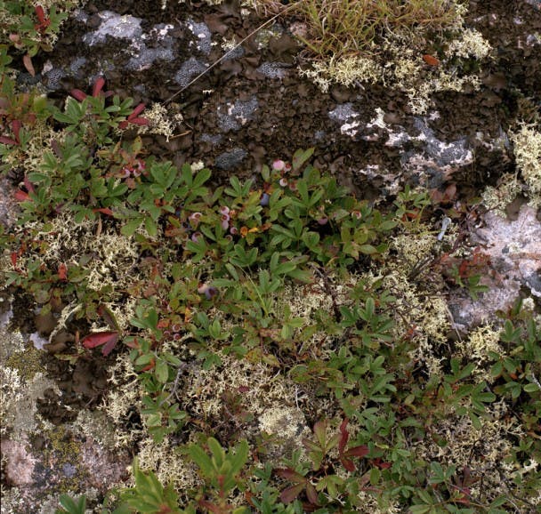 schoodic head- first blueberries.