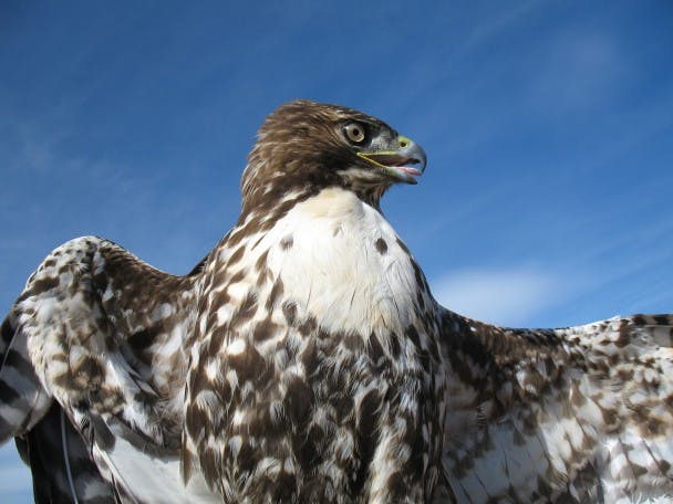 Adult Red-Tailed Hawk.