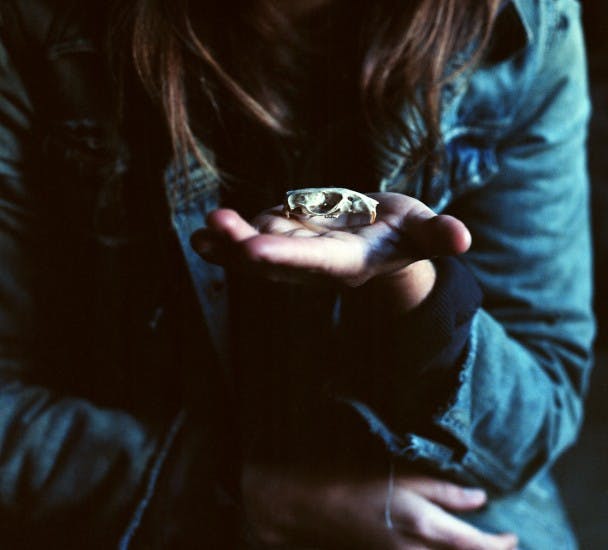 owl prey