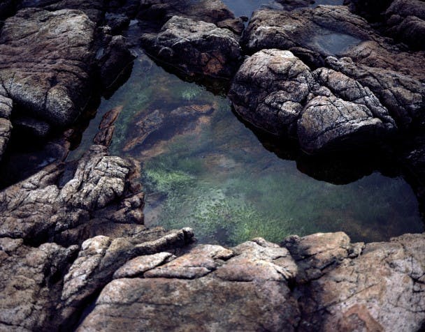 tide pool sea lettuce
